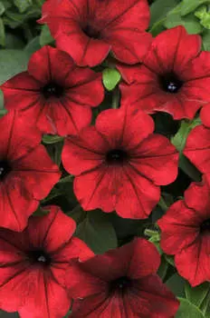 Петуния многоцветковая Тайдл Вэйф Красный велюр