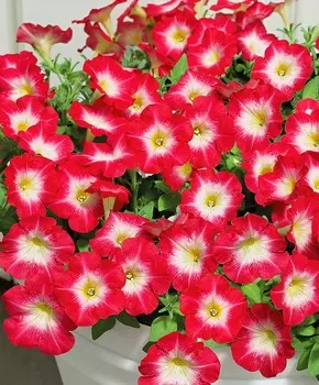 Петуния многоцветковая Утро красное