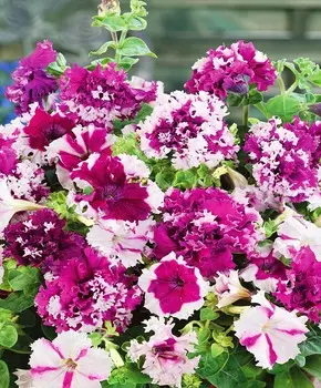 Петуния Поздрав из Яромнерже