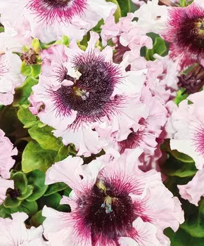 Петуния Превосходнейшая Белая