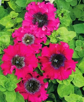 Петуния Превосходнейшая Бордовая