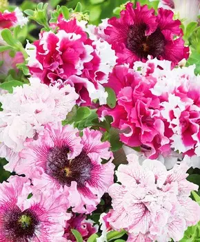 Петуния Превосходнейшая Черныго Триумф