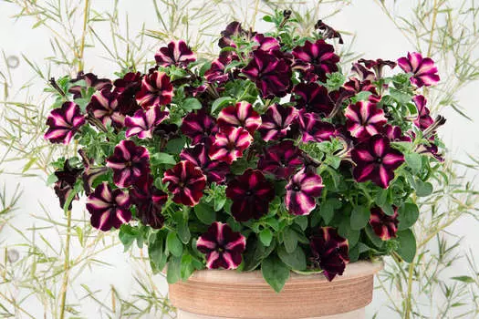 Петуния Романтика мунлайт