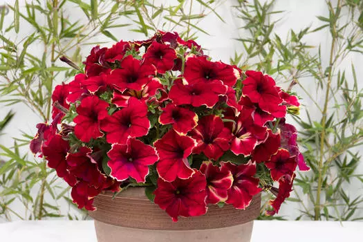 Петуния Романтика Софи