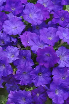 Петуния Шок волна Деним