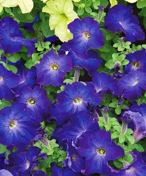 Петуния Софистика Синее утро