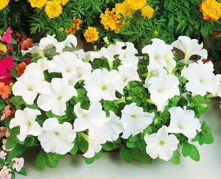 Петуния Суперкаскад Белая