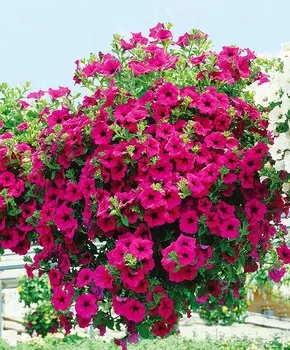 Петуния-сурфиния Фиолетовая