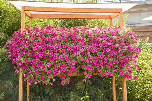 Петуния-сурфиния Фиолетовый бриллиант