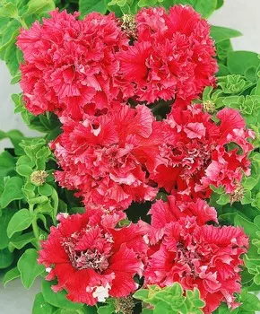 Петуния Валентина