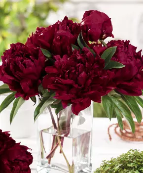 Пион B.Ф.Тернер