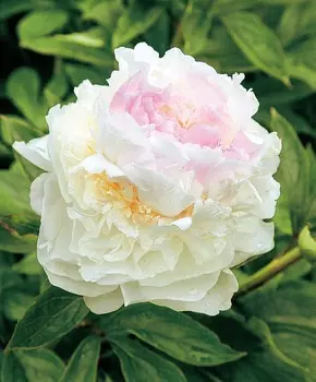 Пион Блаш Квин