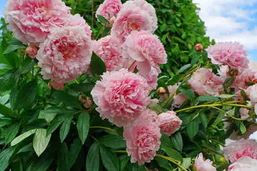 Пион Диннер плейт