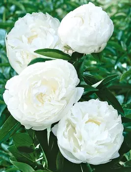 Пион Дюшес де Немур