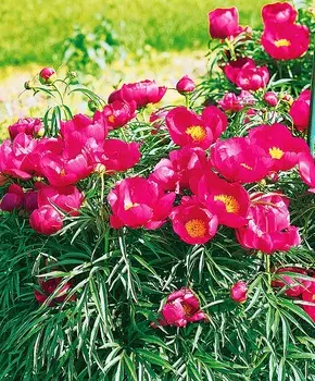 Пион Марьин корень