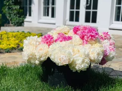 Пион Набор Подарок любимой