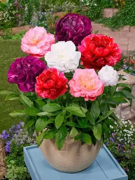 Пион набор Суприм