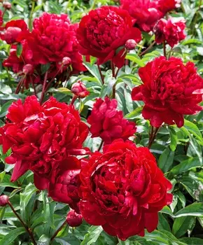 Пион Питер Бранд