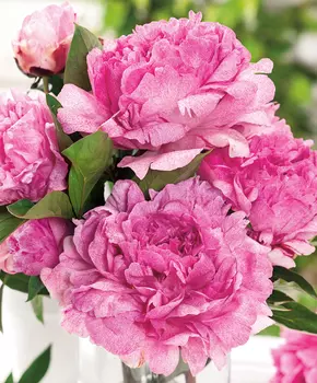 Пион Питерджи Фринд Вагенаар