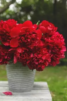 Пион Ред Шарм