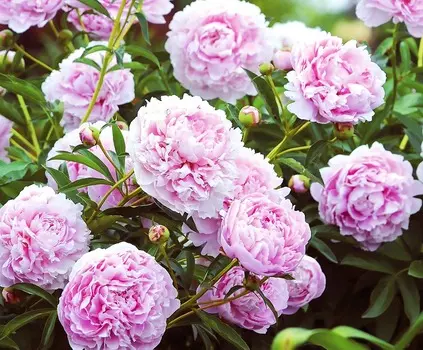 Пион Сара Бернар