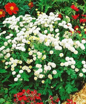 Пижма девичья Вегмо Снежок