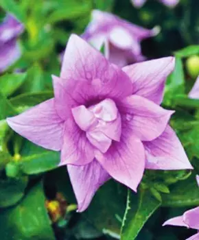 Платикодон крупноцветковый Астра Лиловый