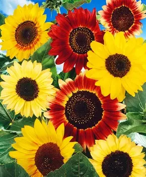 Подсолнух декоративный Формула любви