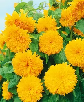 Подсолнух декоративный Оранжевое солнце