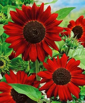 Подсолнух декоративный Вельвет