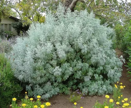 Полынь древовидная