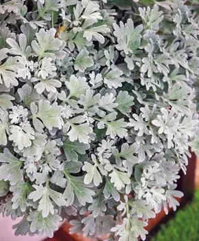 Полынь Стеллера