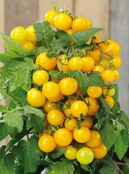 Помидор Ацтек