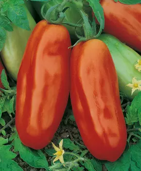 Помидор Адамо Грин F1