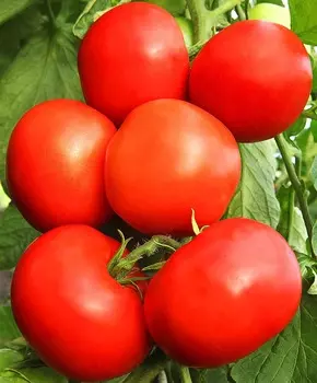 Помидор Алые паруса