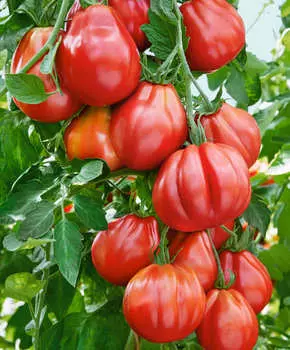 Помидор Амаури F1