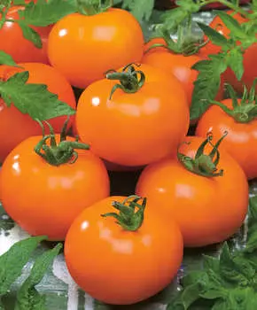 Помидор Ассоль