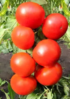 Помидор Атлант F1