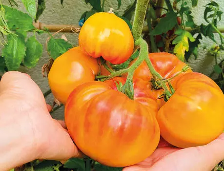 Помидор Баланс F1