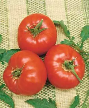 Помидор Белгородский