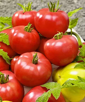 Помидор Берберана F1