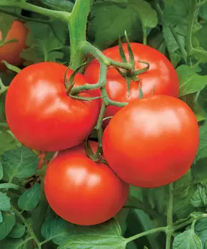 Помидор Бобкат F1