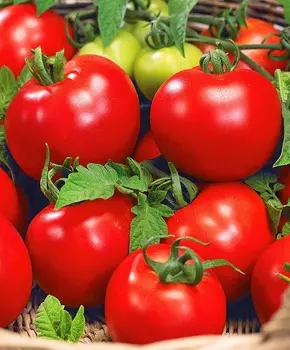 Помидор Боливар F1