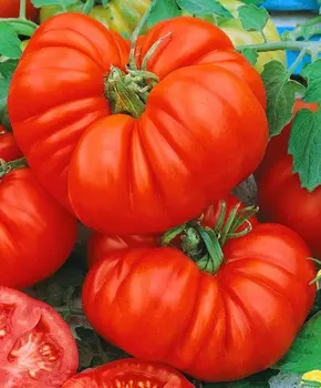 Помидор Брутус F1