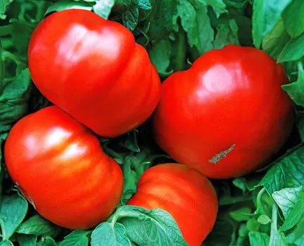 Помидор Бугай F1