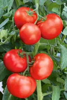 Помидор Царевич F1