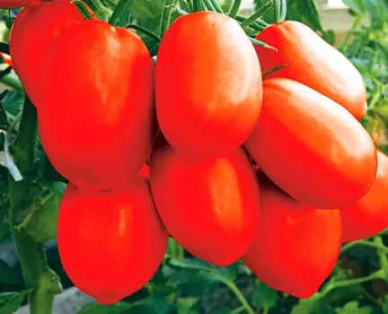 Помидор Царевна Лебедь F1