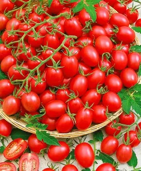 Помидор черри Детский