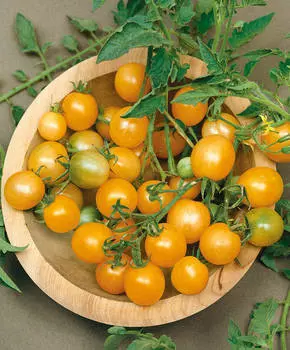 Помидор черри Голдкрон