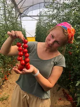 Помидор черри Ликопа F1